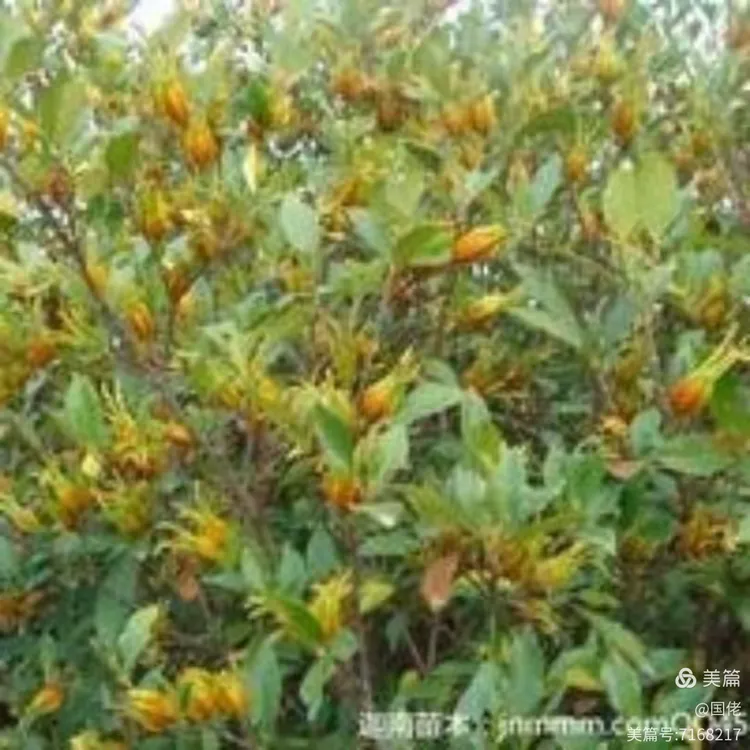 黄枝子,治心火盛,黄胆。